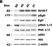 Detection of Mouse HB-EGF by Western Blot