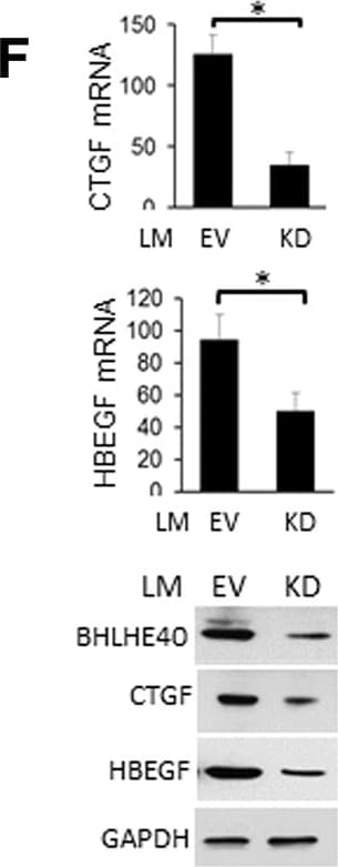 Detection of Human HB-EGF by Western Blot