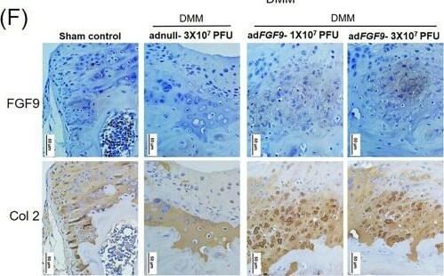 Detection of FGF-9 by Immunohistochemistry