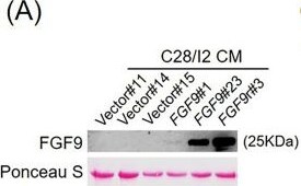 Detection of FGF-9 by Western Blot