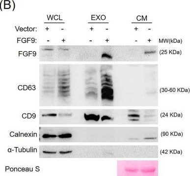 Detection of FGF-9 by Western Blot