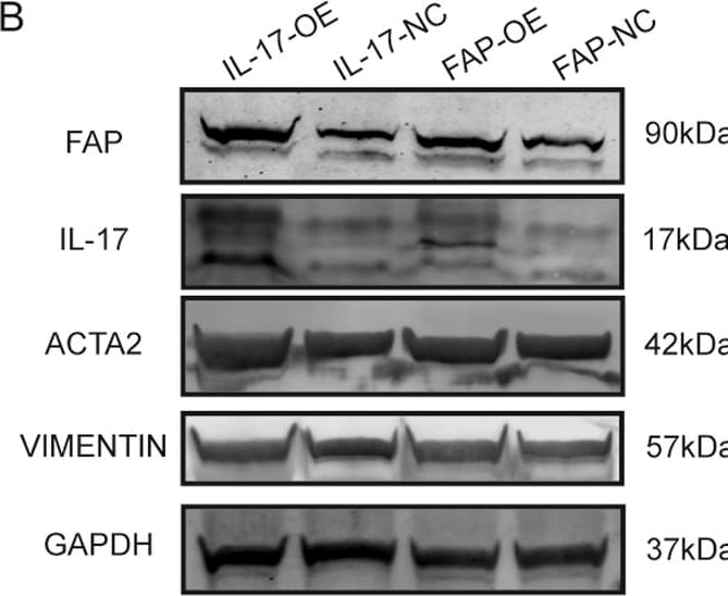 Detection of IL-17/IL-17A by Western Blot