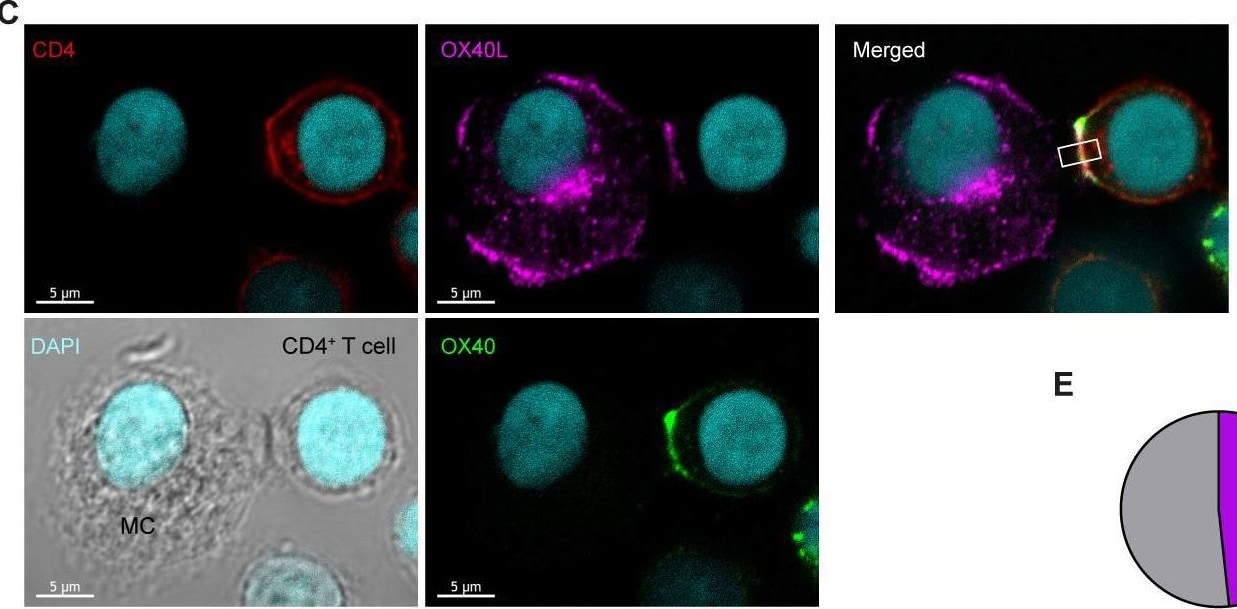 Detection of CD4 by Immunocytochemistry/ Immunofluorescence