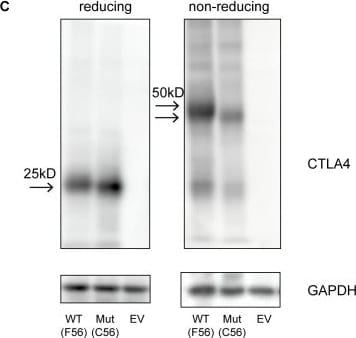 Detection of CTLA-4 by Western Blot