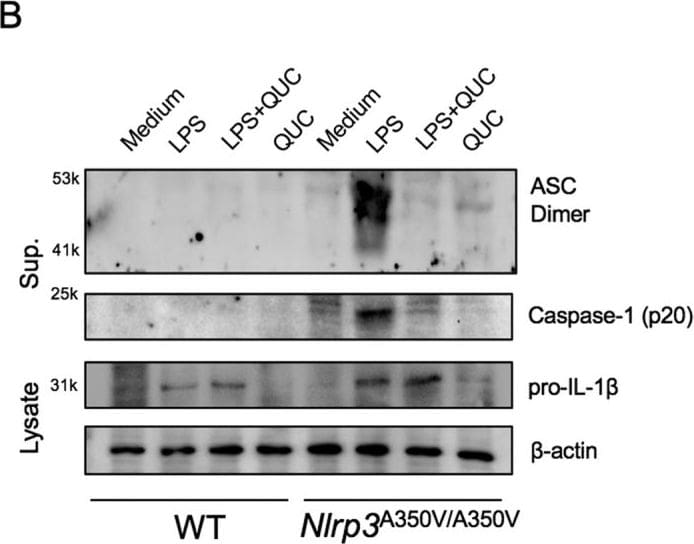 Detection of Mouse IL-1 beta/IL-1F2 by Western Blot