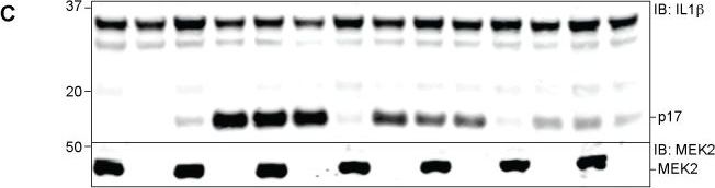 Detection of Human IL-1 beta/IL-1F2 by Western Blot