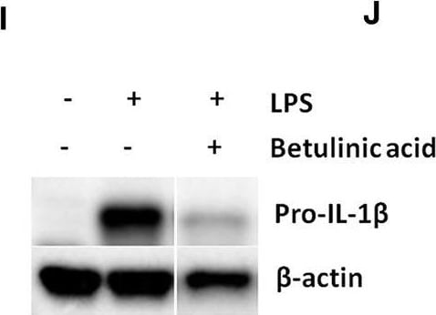 Detection of Mouse IL-1 beta/IL-1F2 by Western Blot
