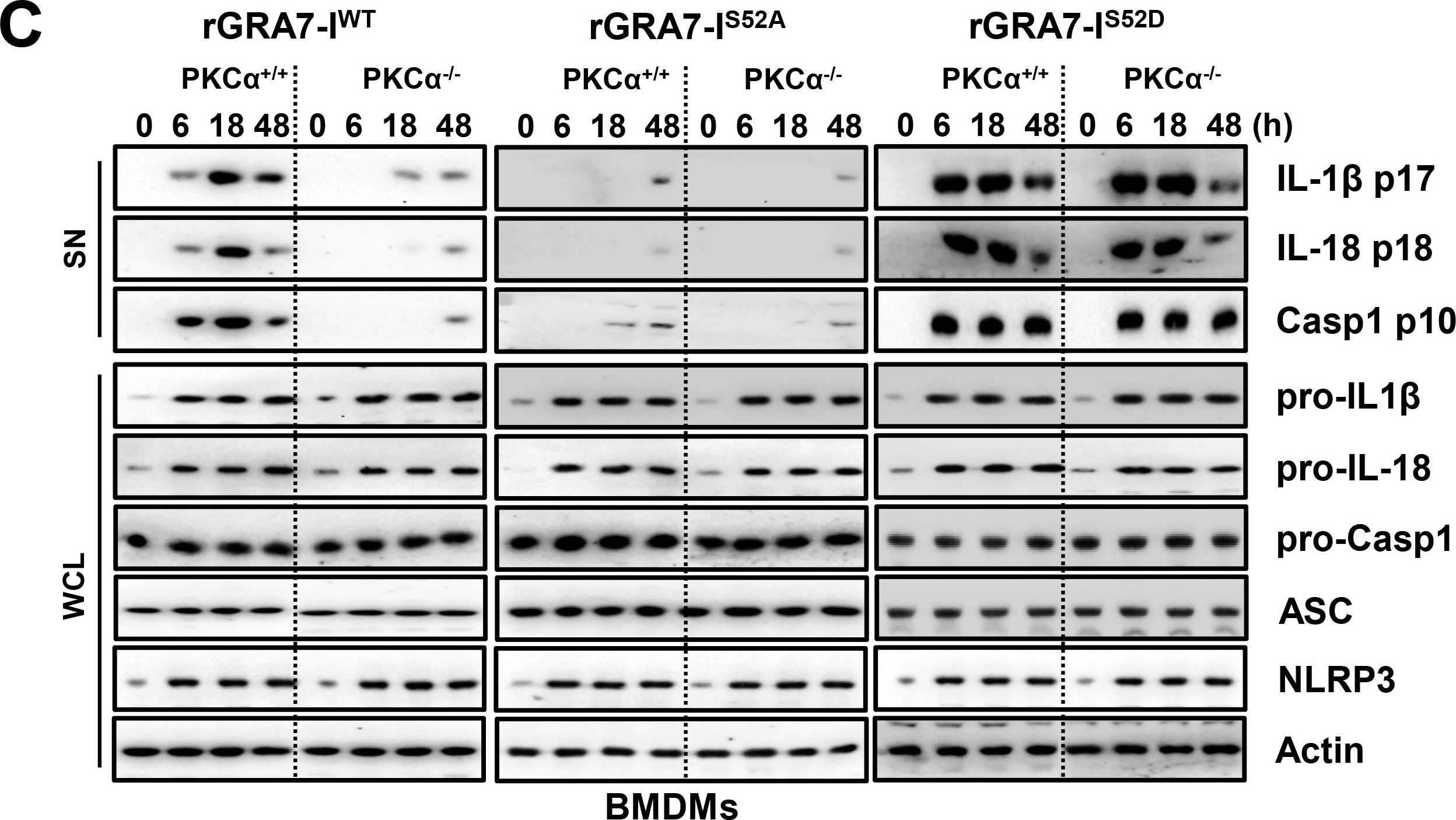 Detection of Mouse IL-1 beta/IL-1F2 by Western Blot