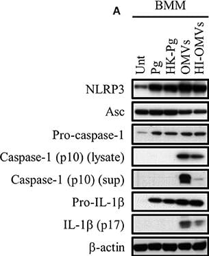 Detection of Mouse IL-1 beta/IL-1F2 by Western Blot