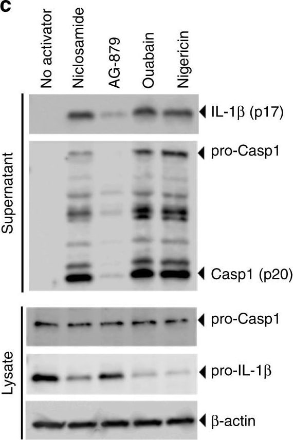 Detection of Mouse IL-1 beta/IL-1F2 by Western Blot