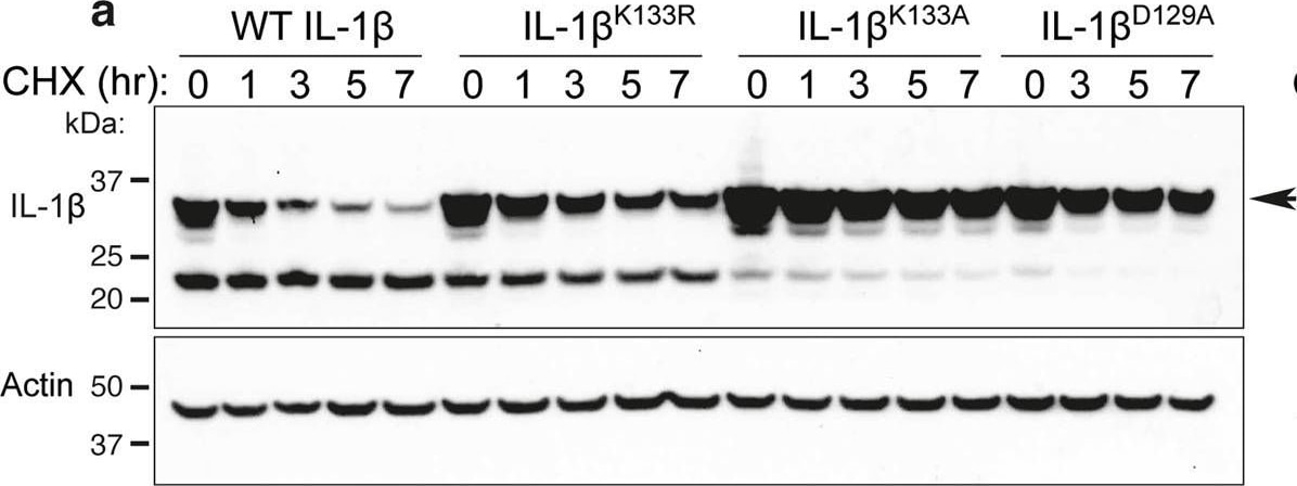 Detection of Mouse IL-1 beta/IL-1F2 by Western Blot