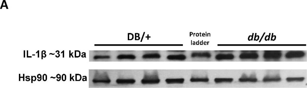 Detection of Mouse IL-1 beta/IL-1F2 by Western Blot