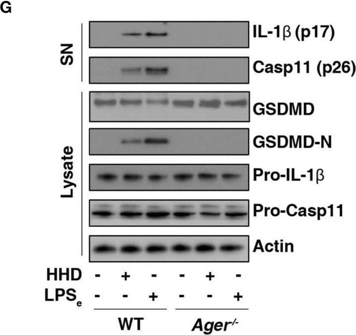 Detection of Mouse IL-1 beta /IL-1F2 by Western Blot