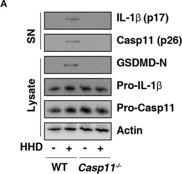 Detection of Mouse IL-1 beta /IL-1F2 by Western Blot