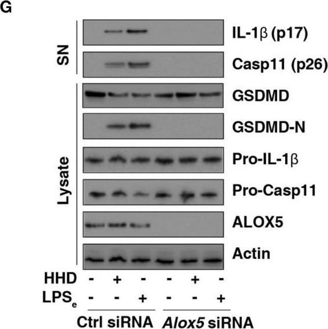 Detection of Mouse IL-1 beta /IL-1F2 by Western Blot