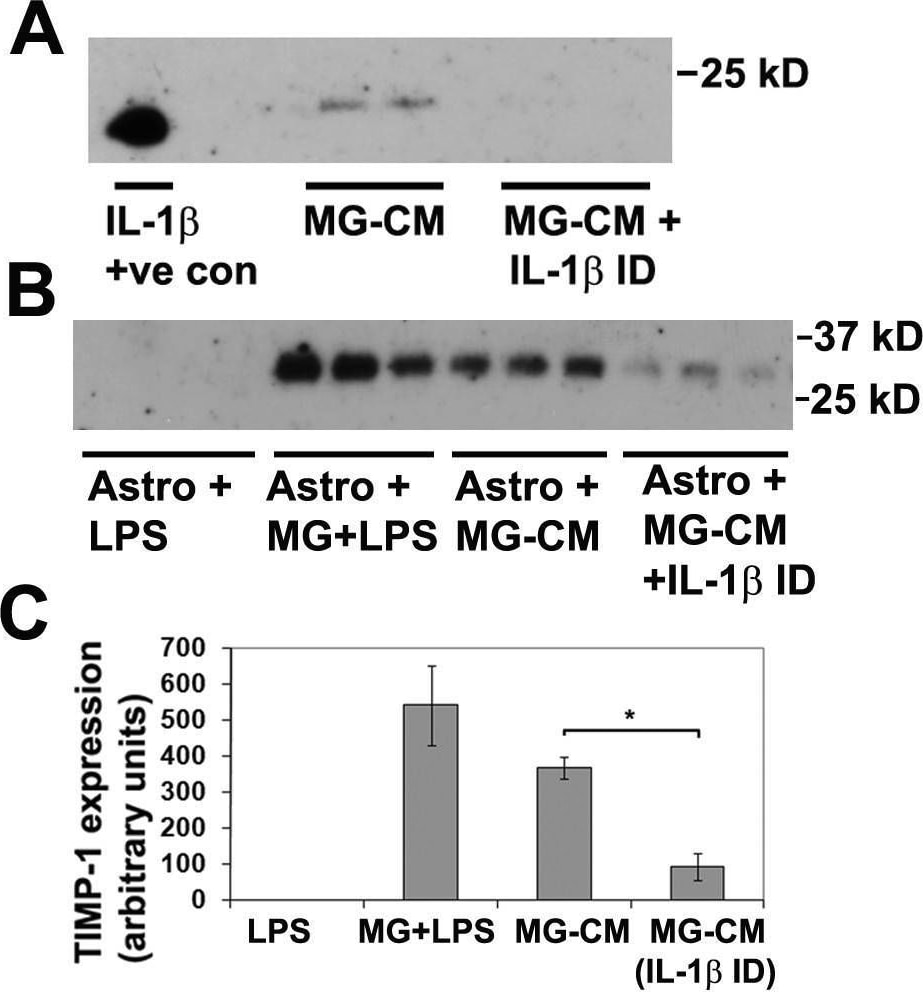 Detection of Mouse IL-1 beta /IL-1F2 by Western Blot