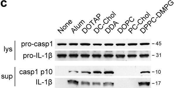 Detection of Mouse IL-1 beta /IL-1F2 by Western Blot