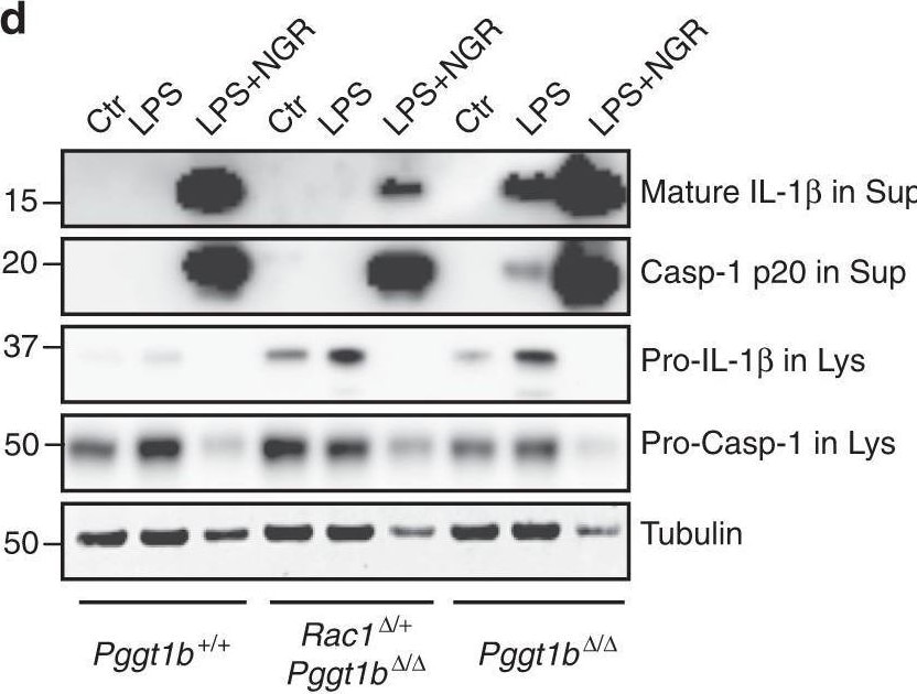 Detection of IL-1 beta /IL-1F2 by Western Blot