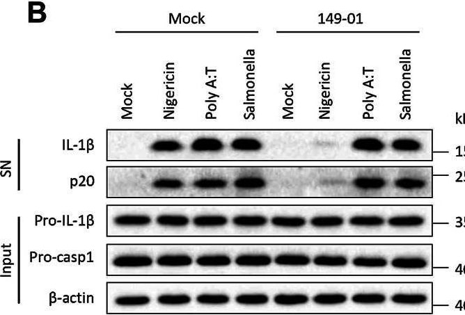 Detection of Mouse IL-1 beta /IL-1F2 by Western Blot