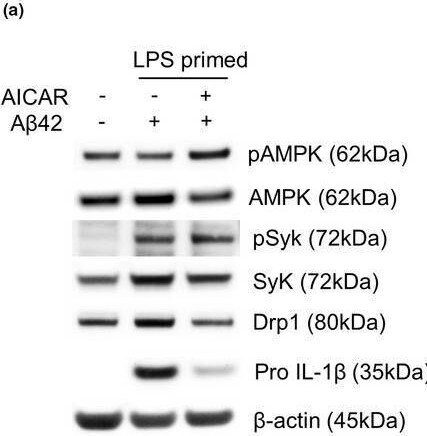 Detection of Mouse IL-1 beta /IL-1F2 by Western Blot