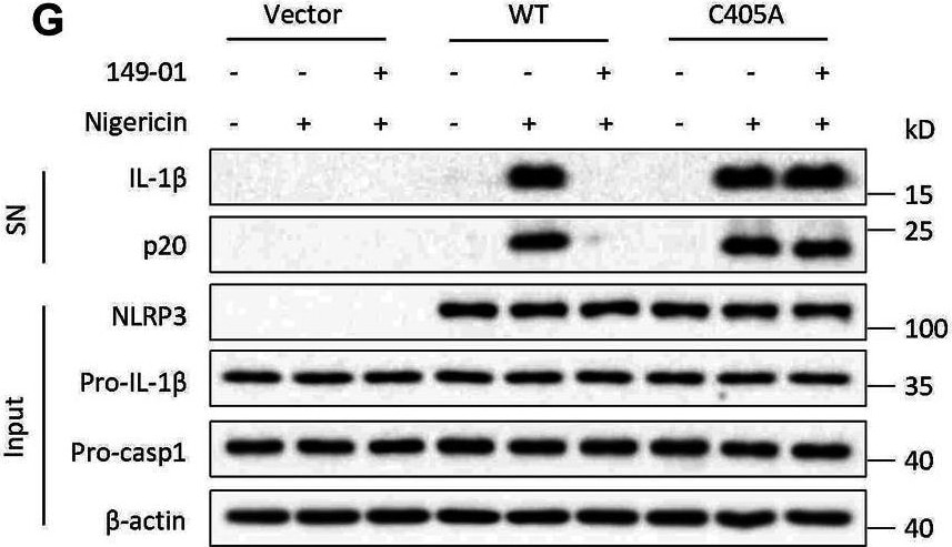 Detection of Mouse IL-1 beta /IL-1F2 by Western Blot