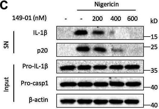 Detection of Mouse IL-1 beta /IL-1F2 by Western Blot