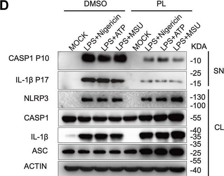 Detection of Mouse IL-1 beta /IL-1F2 by Western Blot