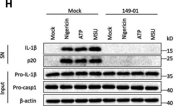 Detection of Mouse IL-1 beta /IL-1F2 by Western Blot
