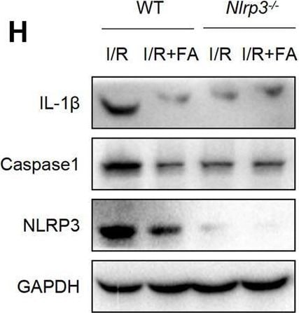 Detection of IL-1 beta /IL-1F2 by Western Blot