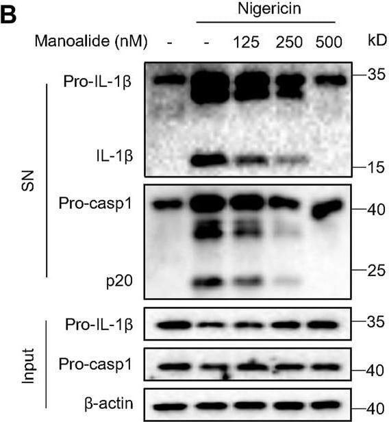 Detection of Mouse IL-1 beta /IL-1F2 by Western Blot