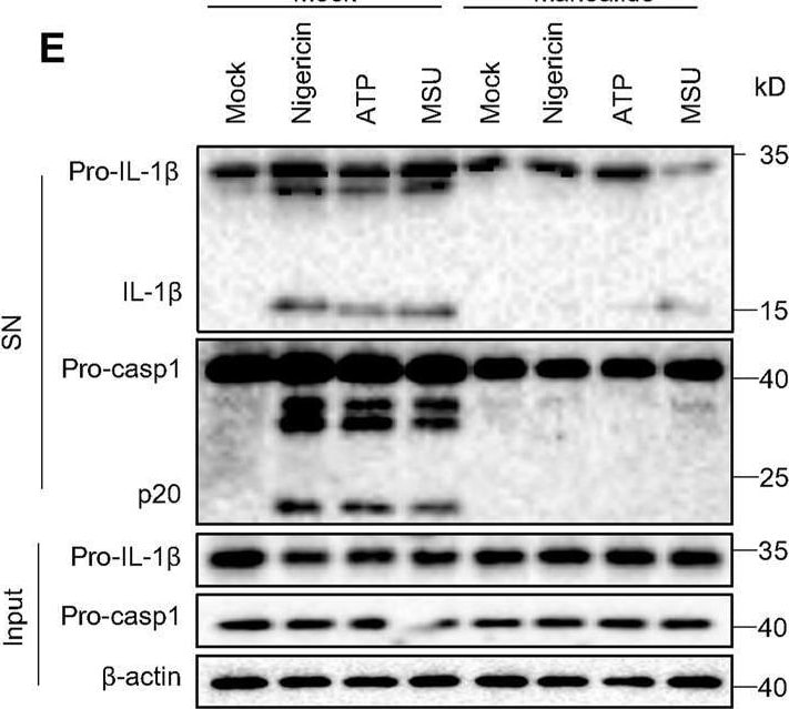 Detection of Mouse IL-1 beta /IL-1F2 by Western Blot