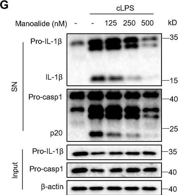 Detection of Mouse IL-1 beta /IL-1F2 by Western Blot