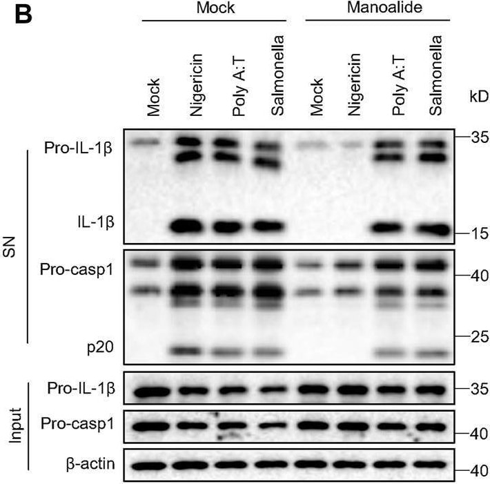 Detection of Mouse IL-1 beta /IL-1F2 by Western Blot