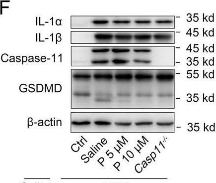 Detection of Mouse IL-1 beta /IL-1F2 by Western Blot