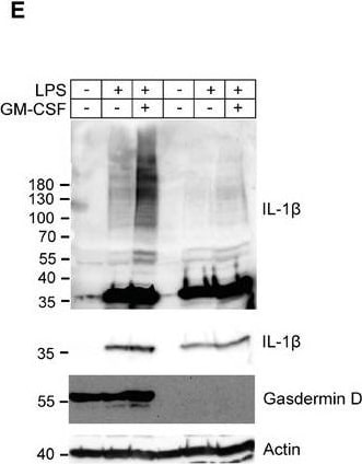 Detection of Mouse IL-1 beta /IL-1F2 by Western Blot