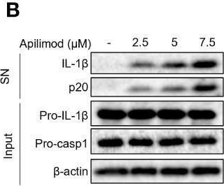 Detection of Mouse IL-1 beta /IL-1F2 by Western Blot