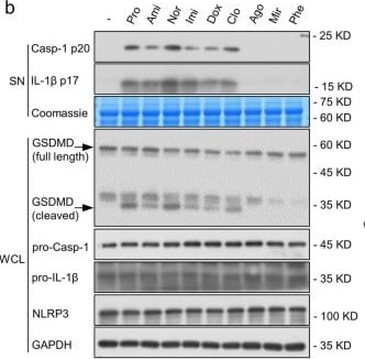 Detection of Mouse IL-1 beta /IL-1F2 by Western Blot