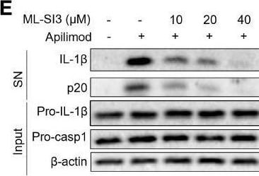 Detection of Mouse IL-1 beta /IL-1F2 by Western Blot