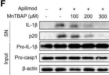 Detection of Mouse IL-1 beta /IL-1F2 by Western Blot