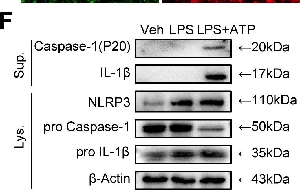 Detection of IL-1 beta /IL-1F2 by Western Blot