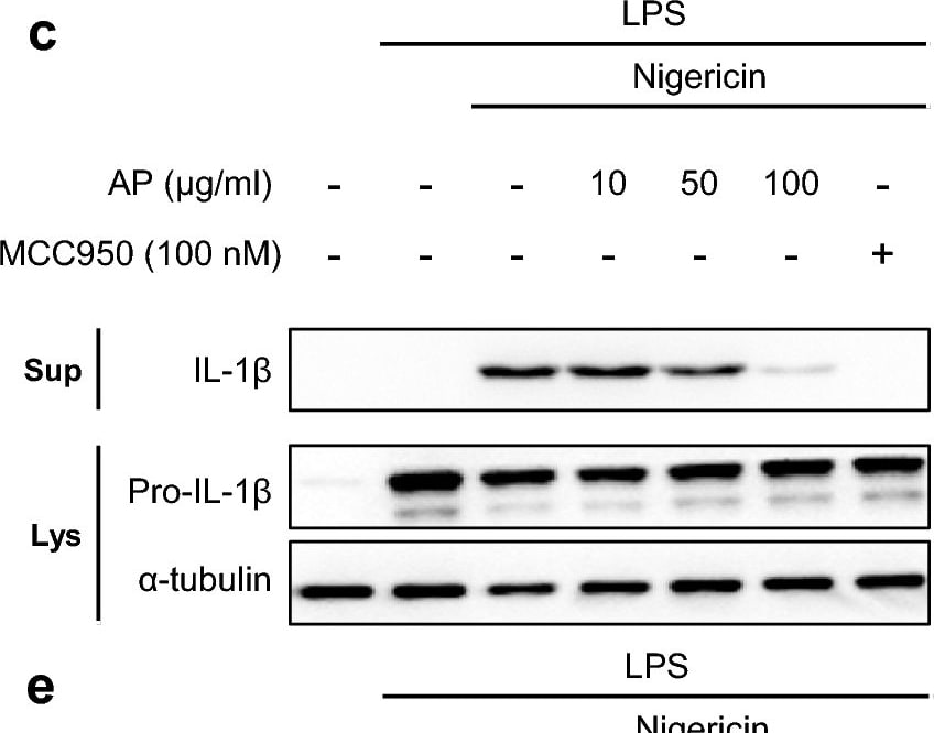 Detection of Mouse IL-1 beta /IL-1F2 by Western Blot