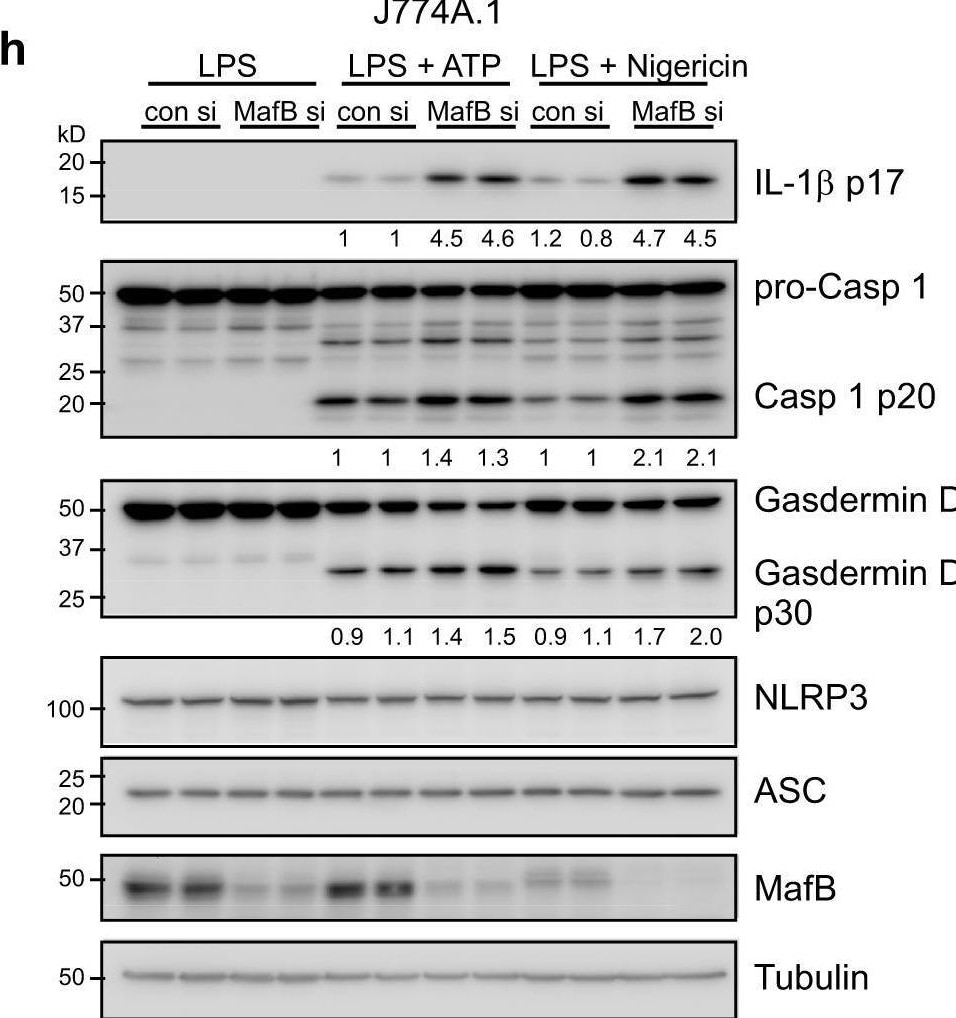 Detection of Mouse IL-1 beta /IL-1F2 by Western Blot