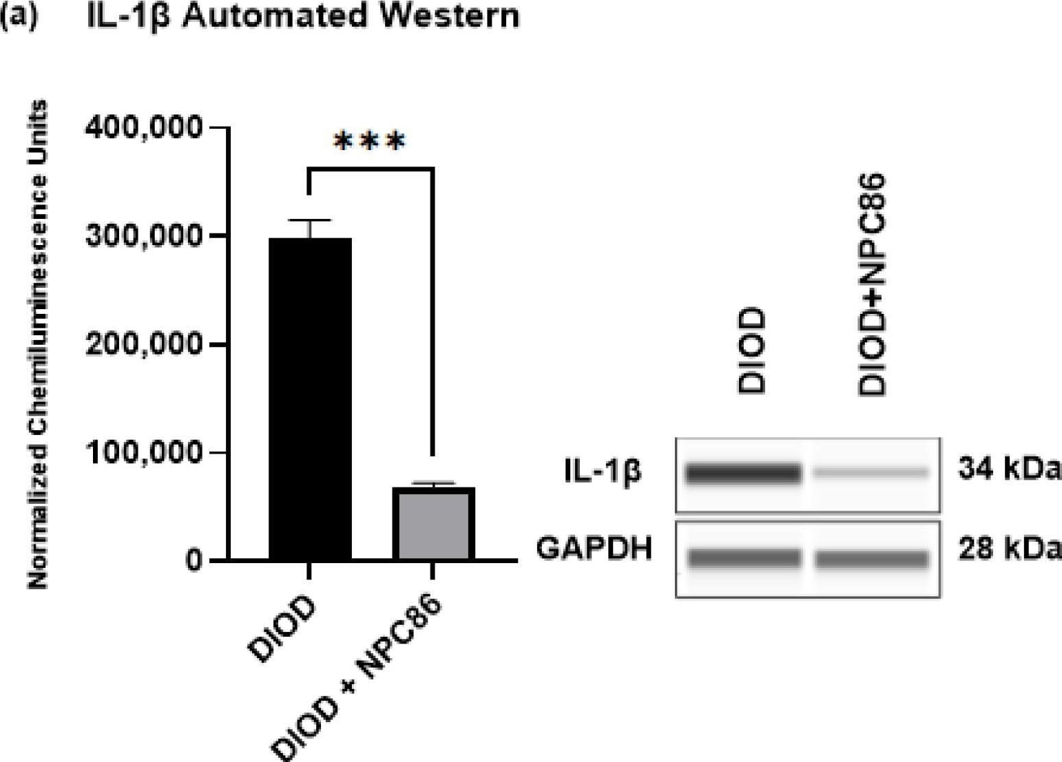 Detection of IL-1 beta /IL-1F2 by Western Blot