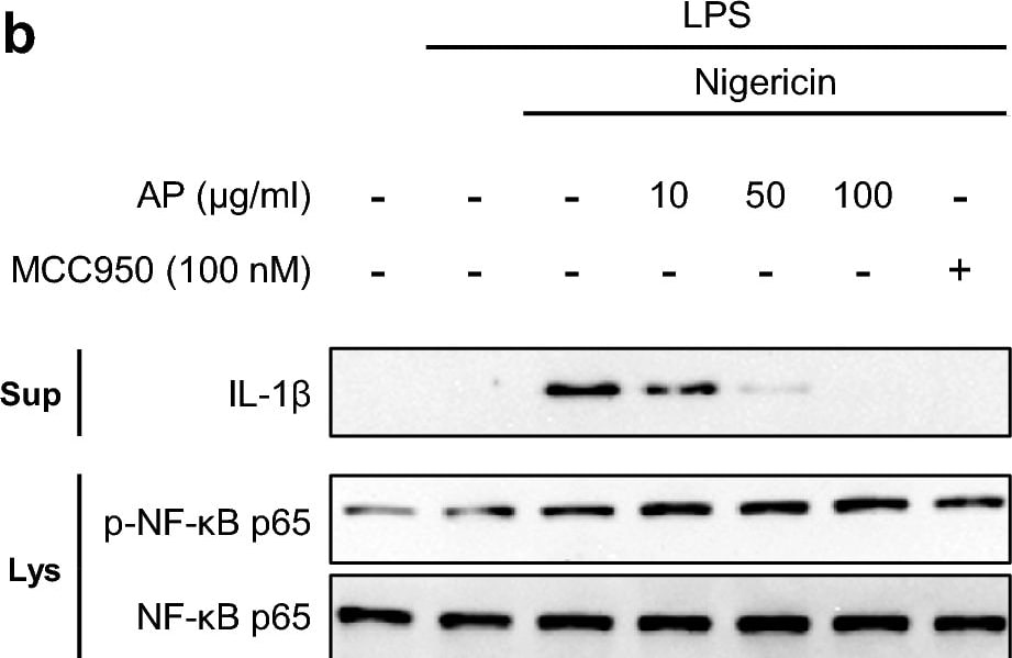 Detection of Mouse IL-1 beta /IL-1F2 by Western Blot