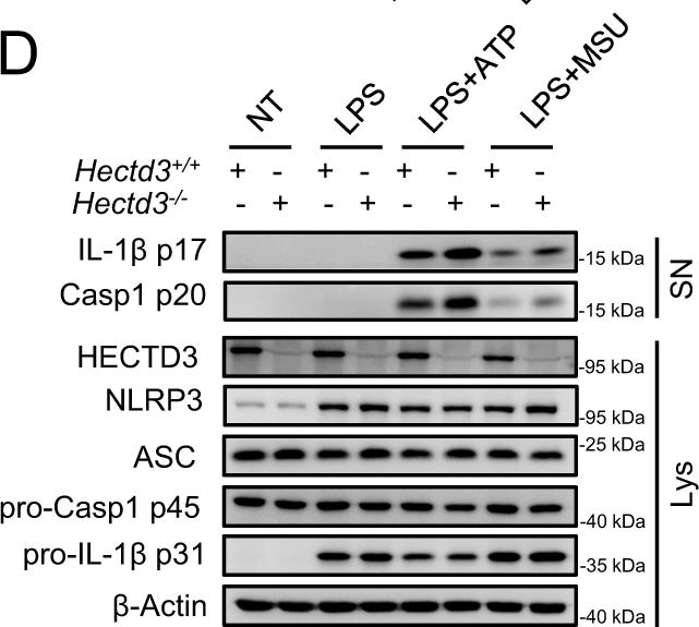 Detection of Mouse IL-1 beta /IL-1F2 by Western Blot