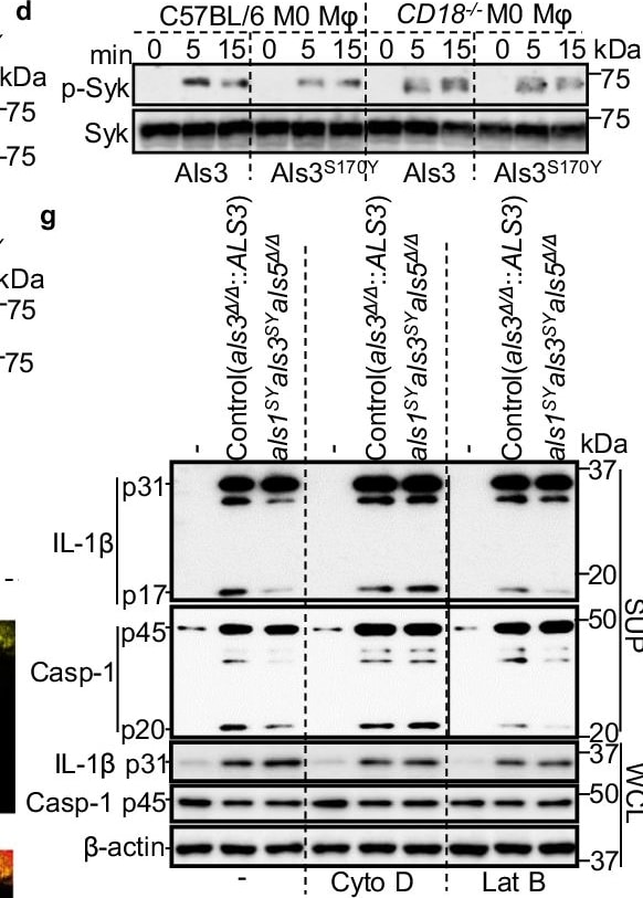 Detection of Mouse IL-1 beta /IL-1F2 by Western Blot