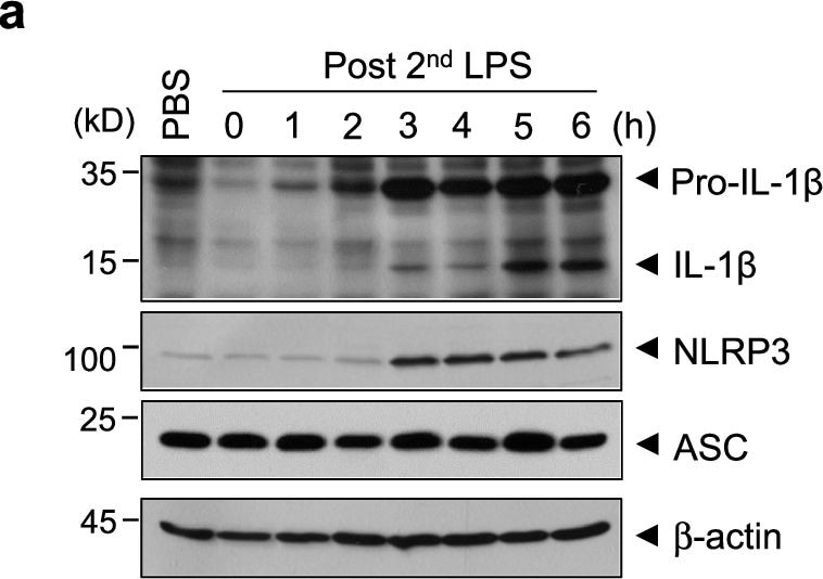 Detection of IL-1 beta /IL-1F2 by Western Blot