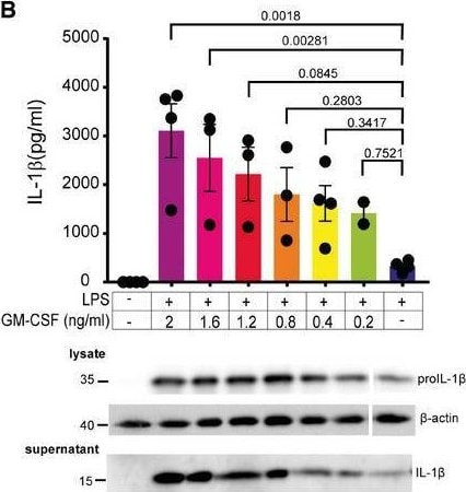 Detection of Mouse IL-1 beta /IL-1F2 by Western Blot