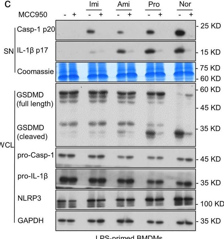 Detection of Mouse IL-1 beta /IL-1F2 by Western Blot