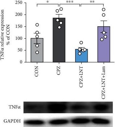Detection of TNF-alpha by Western Blot